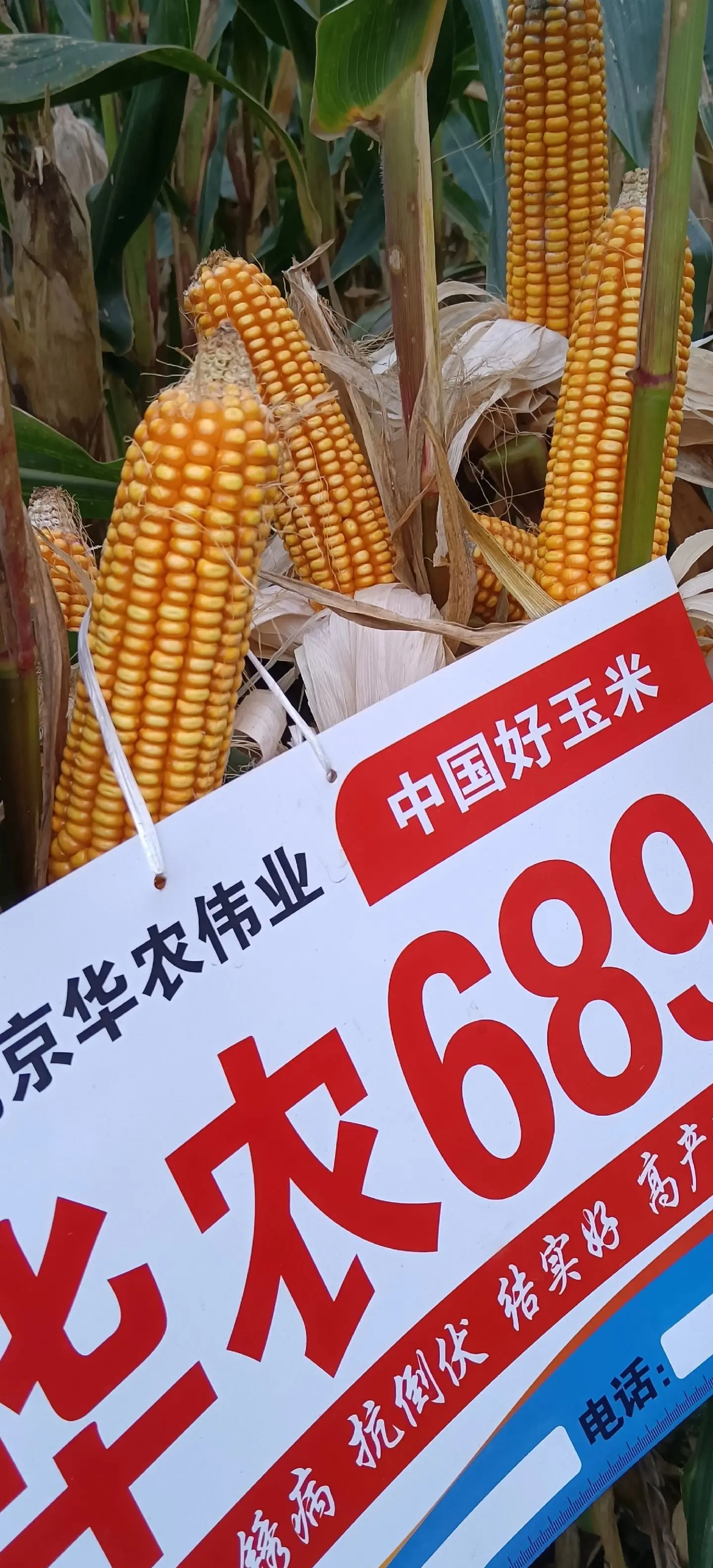 惠民401玉米品种(惠民401玉米品种介绍)