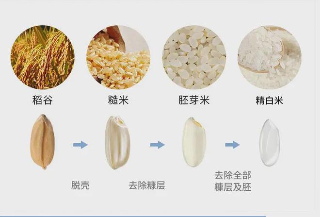 种稻谷的过程图解(水稻生长过程五个时期图解ppt)