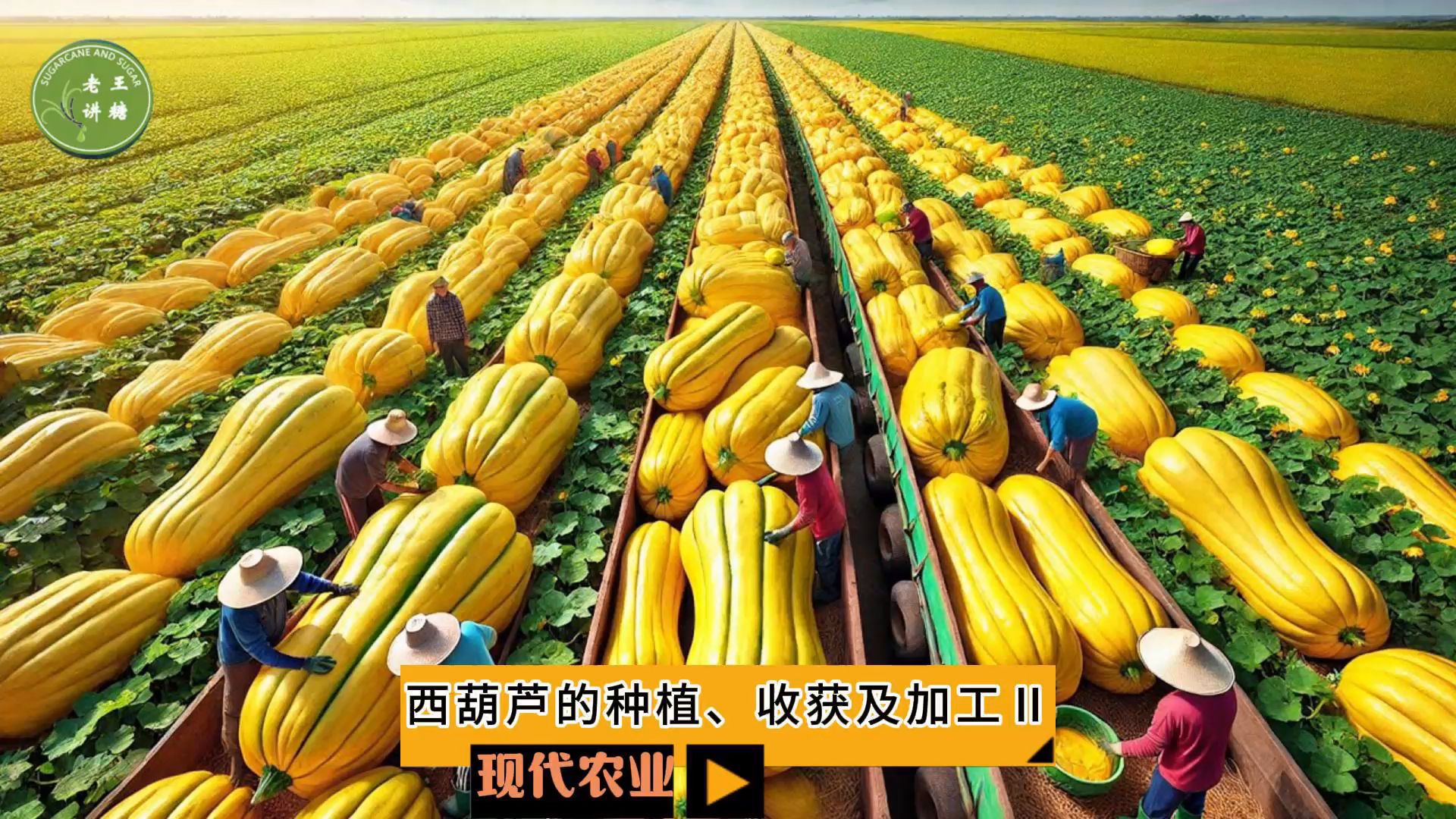 葫芦瓜种植(葫芦瓜种植时间和方法)