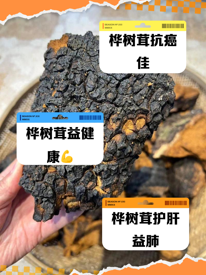 白桦茸人工培育技术(白桦茸人工培育技术研究)