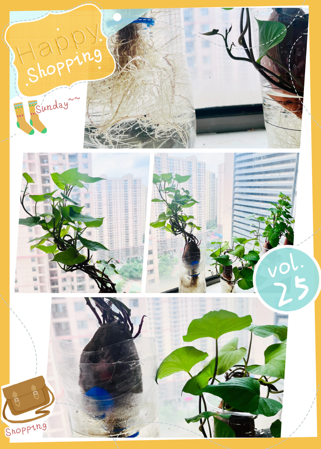 地瓜芽什么时候栽(地瓜芽什么时候栽种)