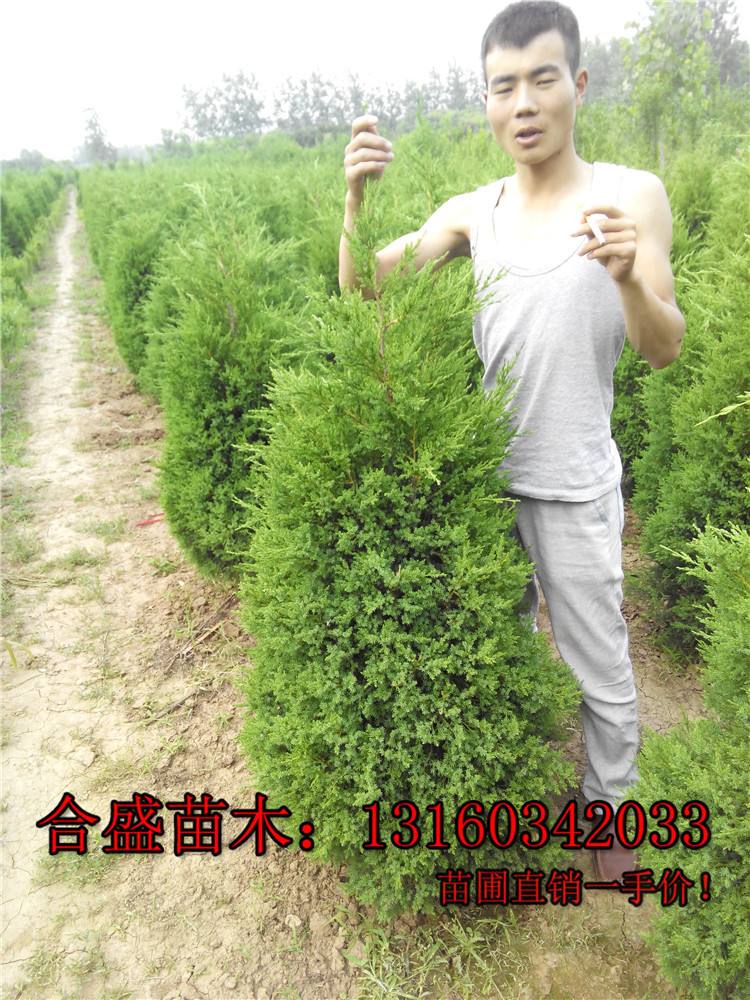 松柏苗木(松柏树苗价格30公分)