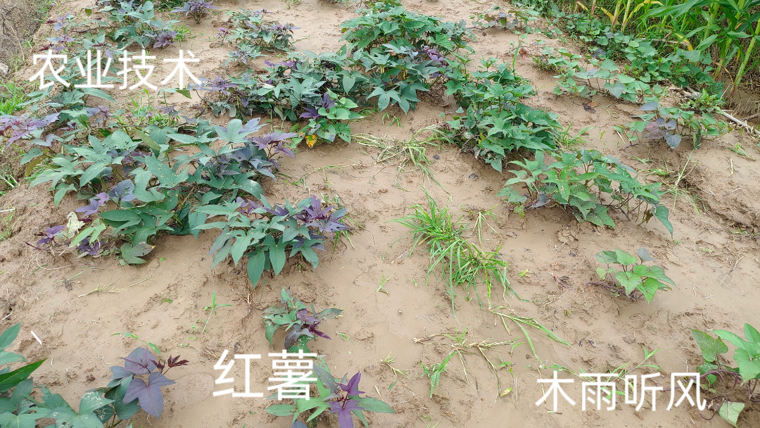 马铃薯可以重茬种植吗(马铃薯可以重茬种植吗图片)