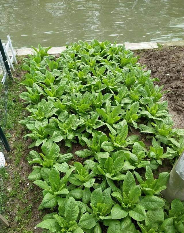 秋季莴笋栽培技术视频(秋莴笋高产栽培技术视频)