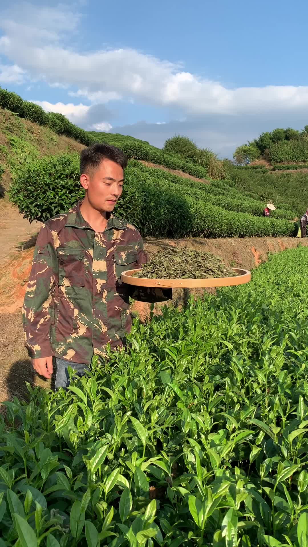 白牡丹种植方法(白牡丹的种植方法)