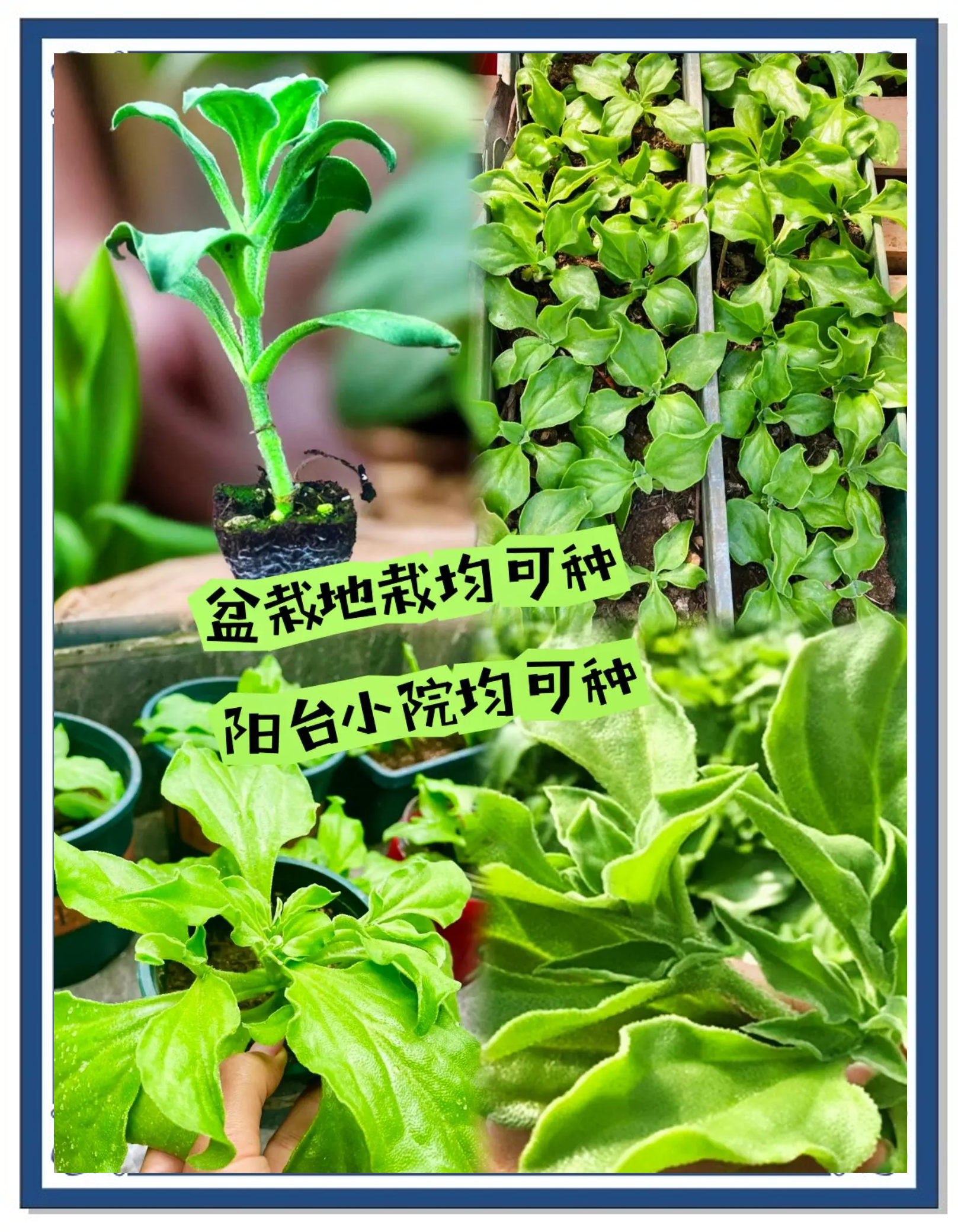 冰菜种植方法(冰菜种植方法和季节)