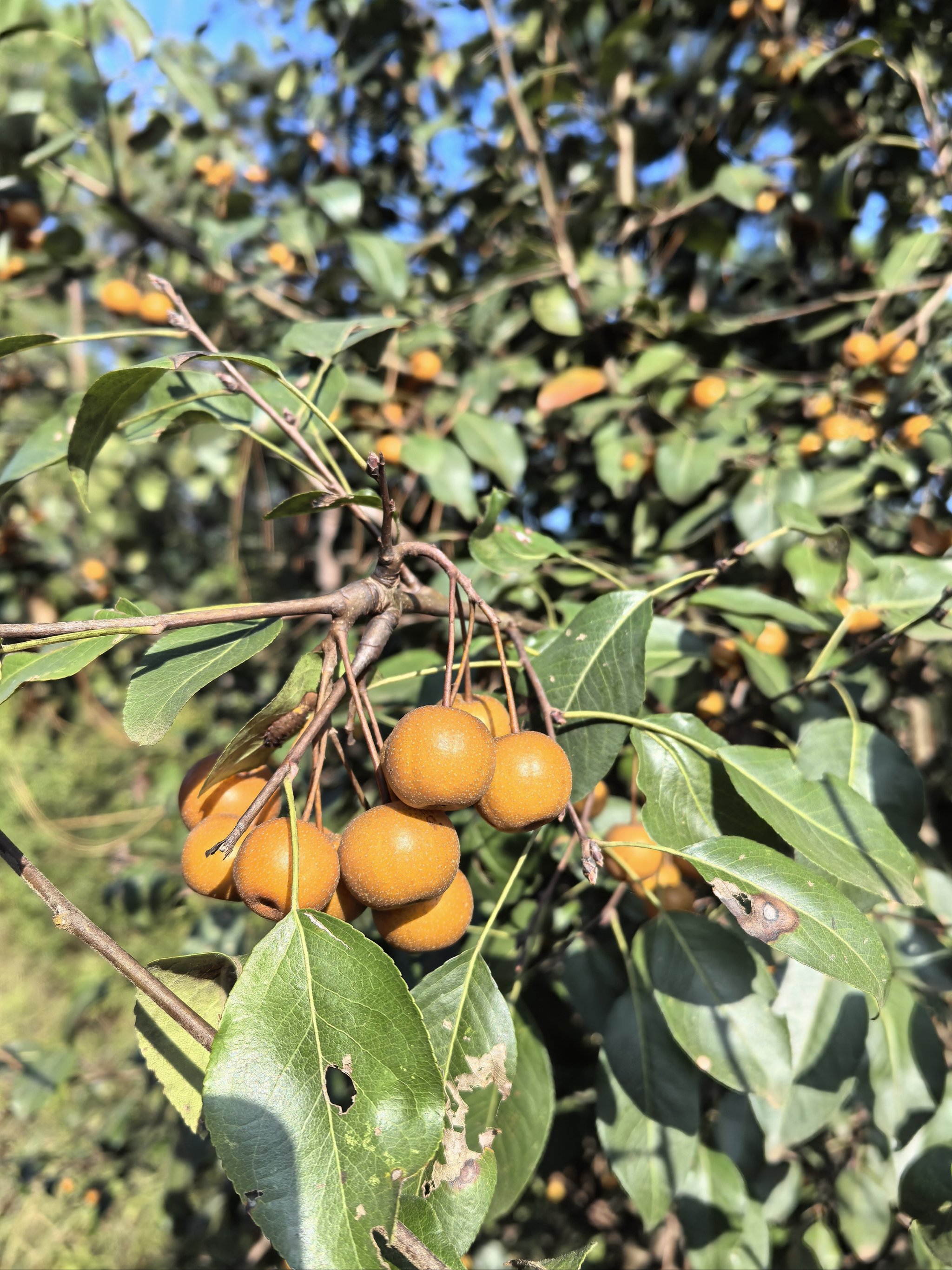长在土里的野果(长在土里的植物果实有哪些)