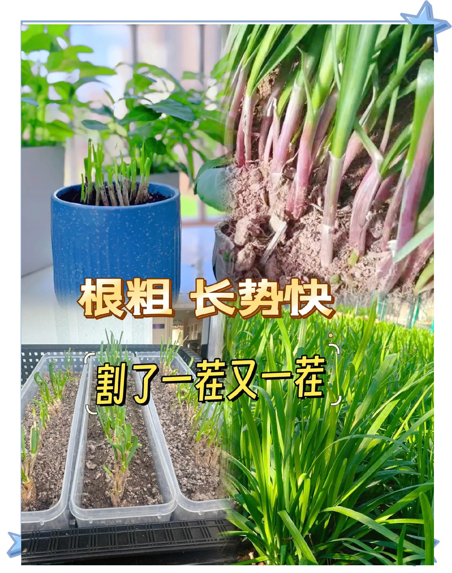 盆栽黄韭菜根的种植方法(盆栽黄韭菜根的种植方法图片)