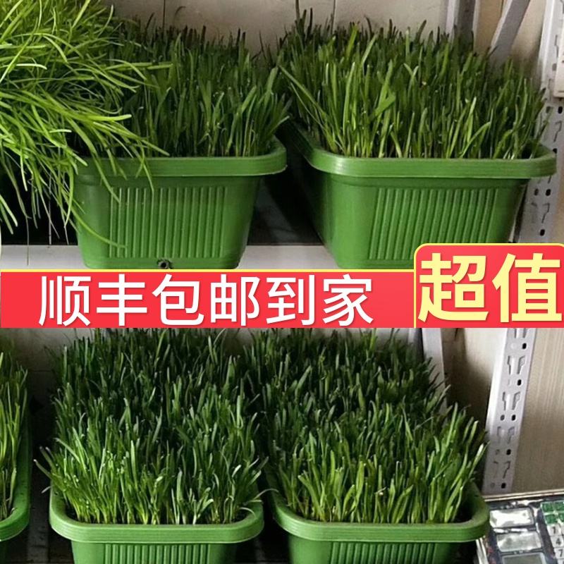 盆栽黄韭菜根的种植方法(盆栽黄韭菜根的种植方法图片)