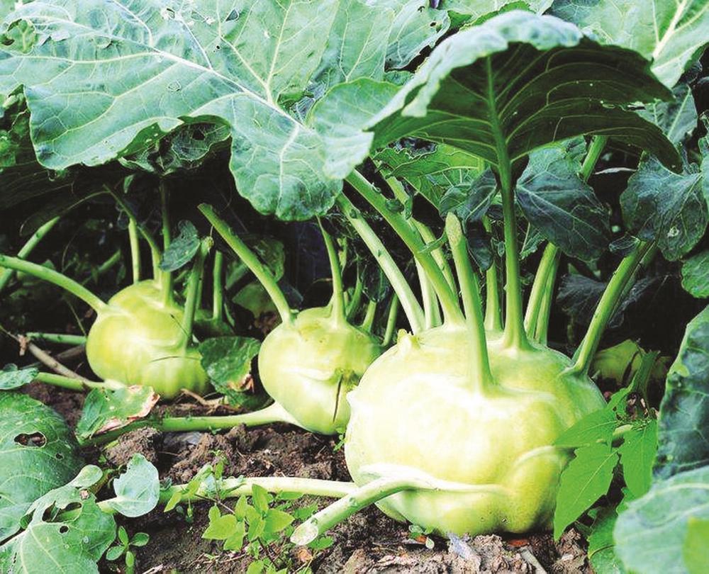 芥菜什么样的好(芥菜什么样的好吃又营养)