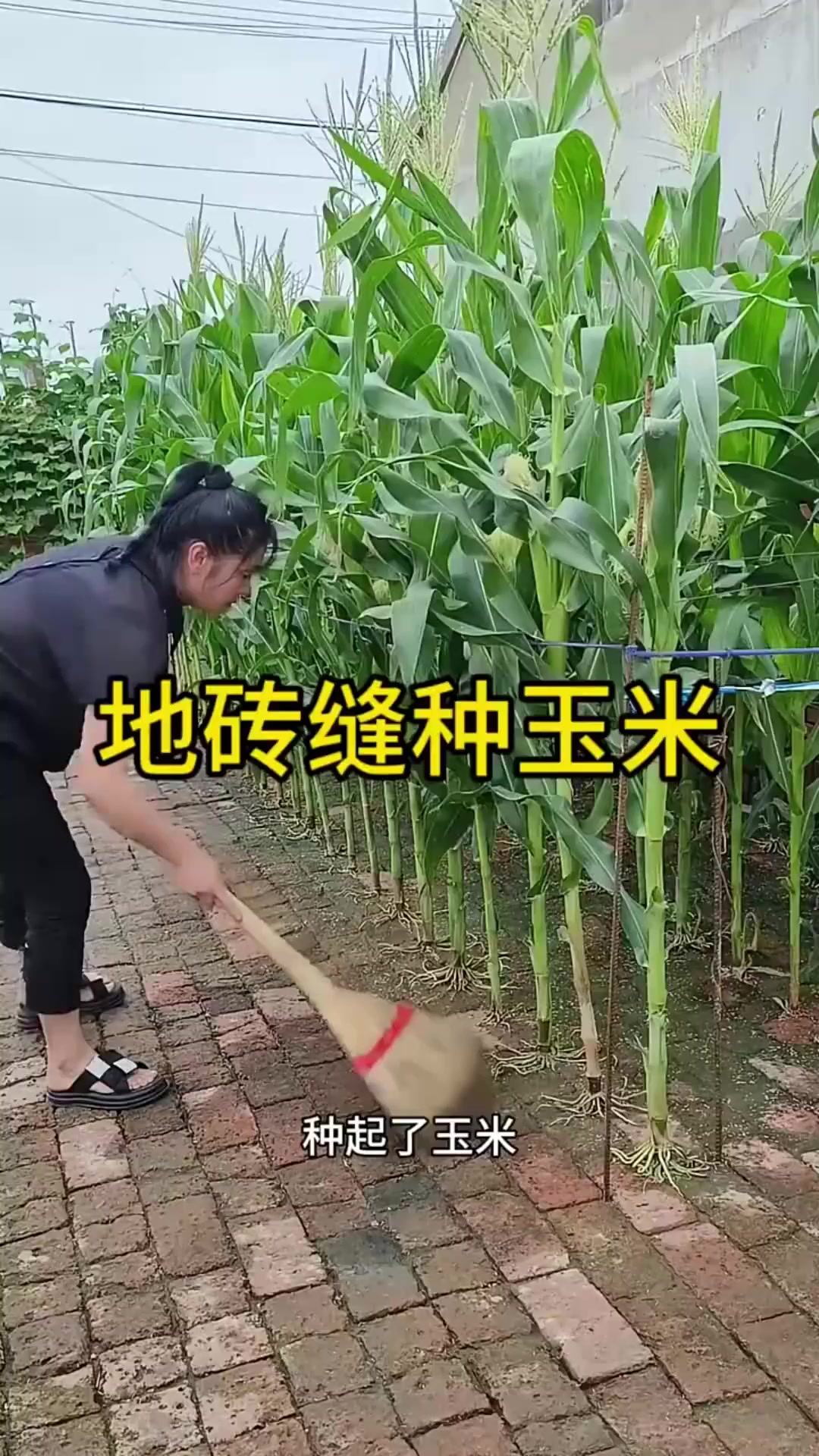 种苞米怎么种(种苞米怎么种植)