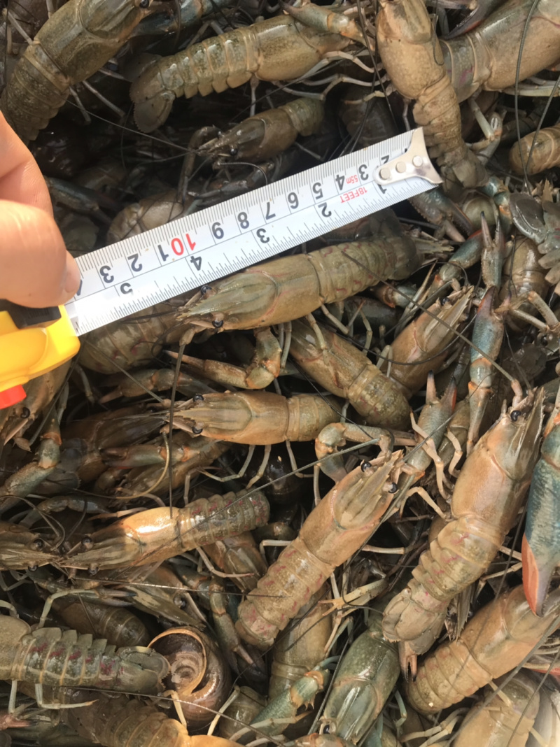 澳洲龙虾怎么养殖技术(澳洲龙虾怎么养殖技术视频)