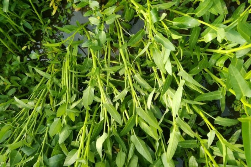 水田种植空心菜产量(水田种植空心菜产量高吗)
