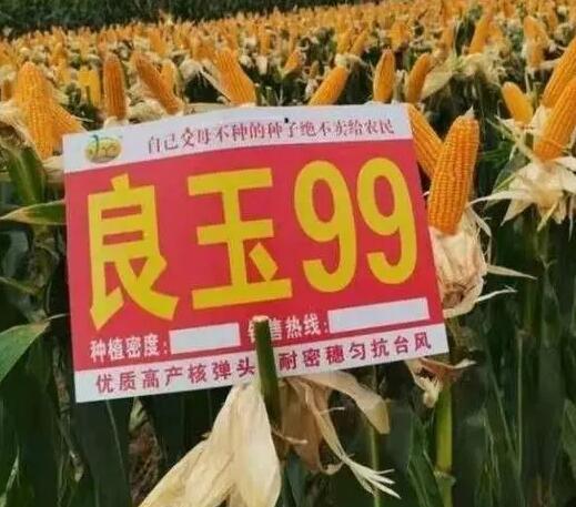 良玉119玉米种适合哪里种植的简单介绍