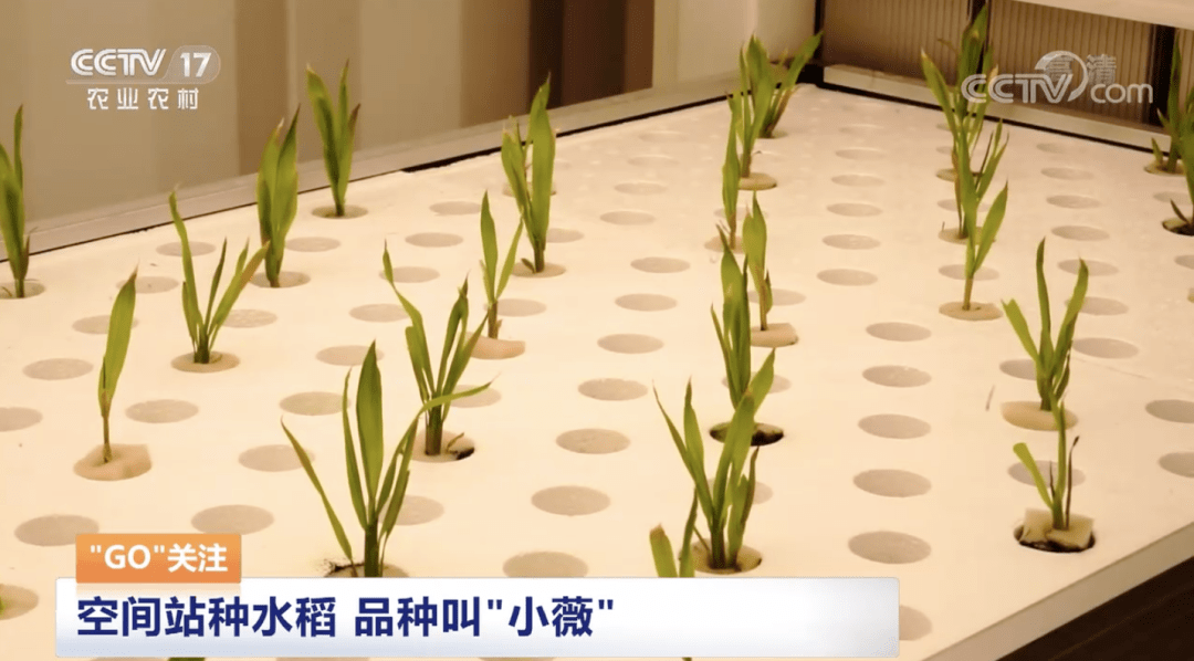 迷你水稻怎么种(迷你世界水稻咋种)