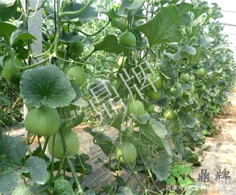 露地甜瓜栽培技术(露地甜瓜种植整枝视频)