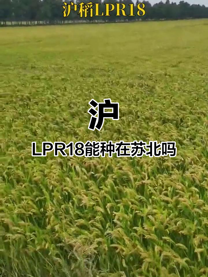 适合苏北的水稻品种(适合苏北的水稻品种排名)