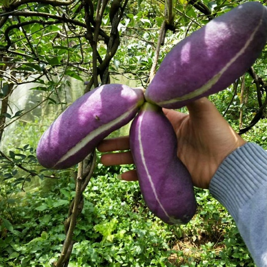 八月瓜能在北方种植吗(八月瓜在北方如何越冬)
