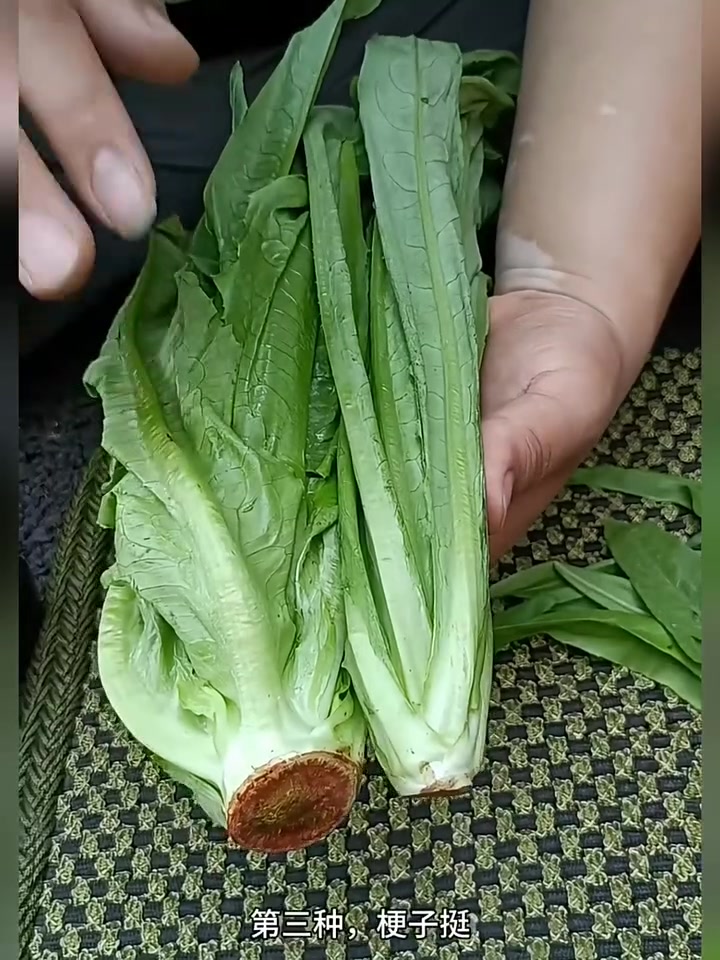 本岛莴苣(日本的莴苣)
