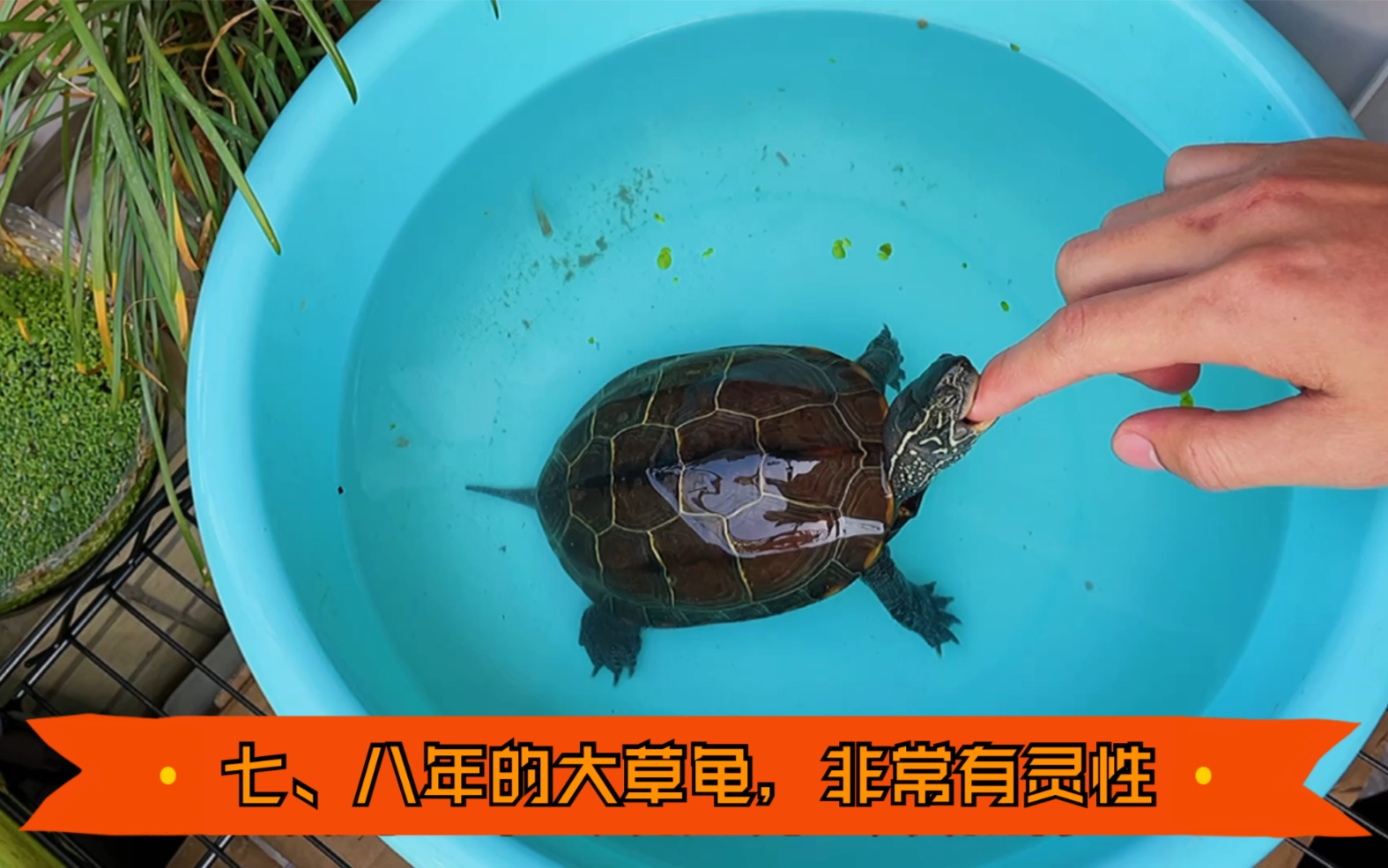 草龟养殖技术视频(草龟养殖技术视频教程)
