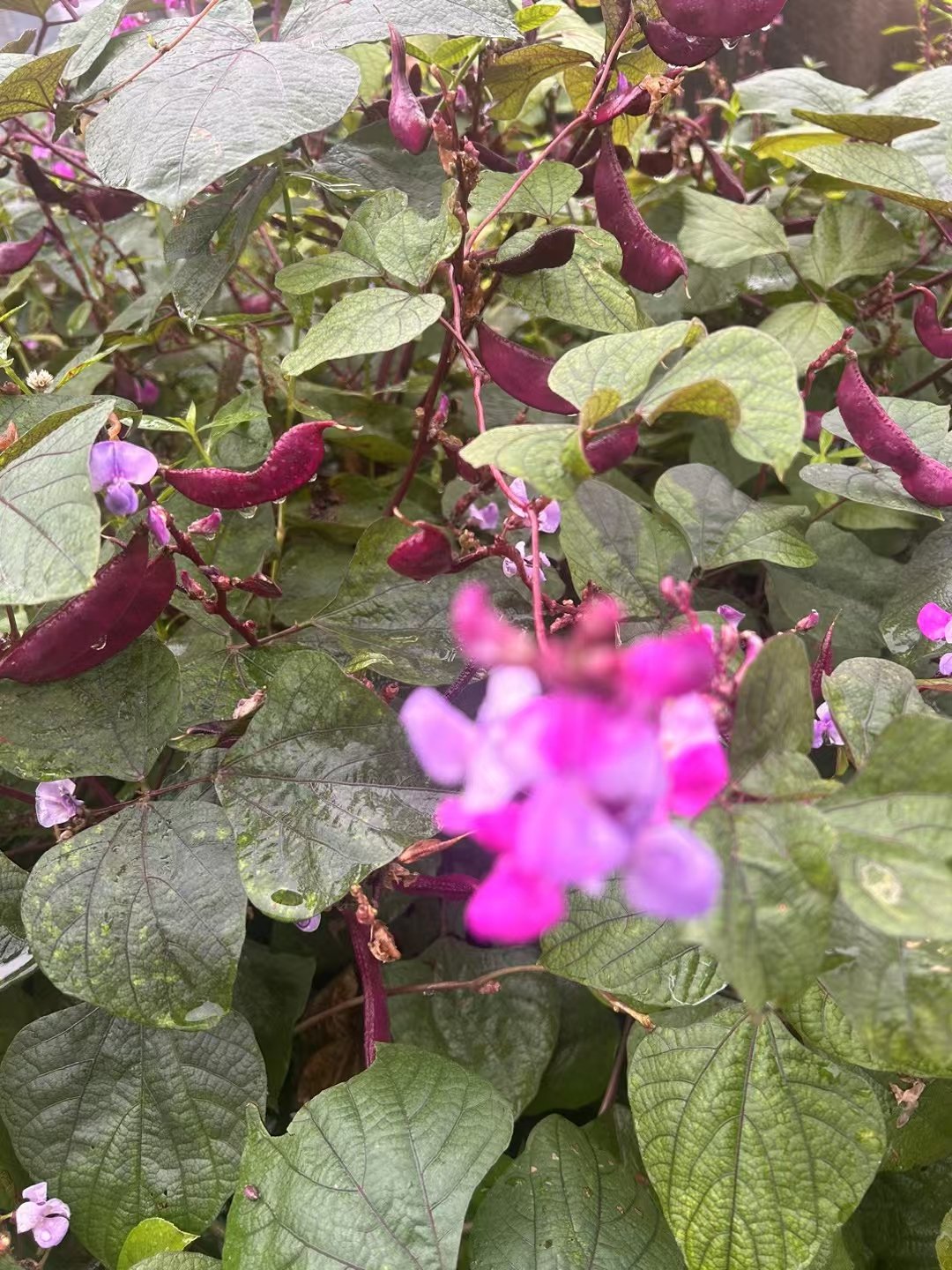 扁豆育苗(扁豆育苗13天没岀芽正常吗)