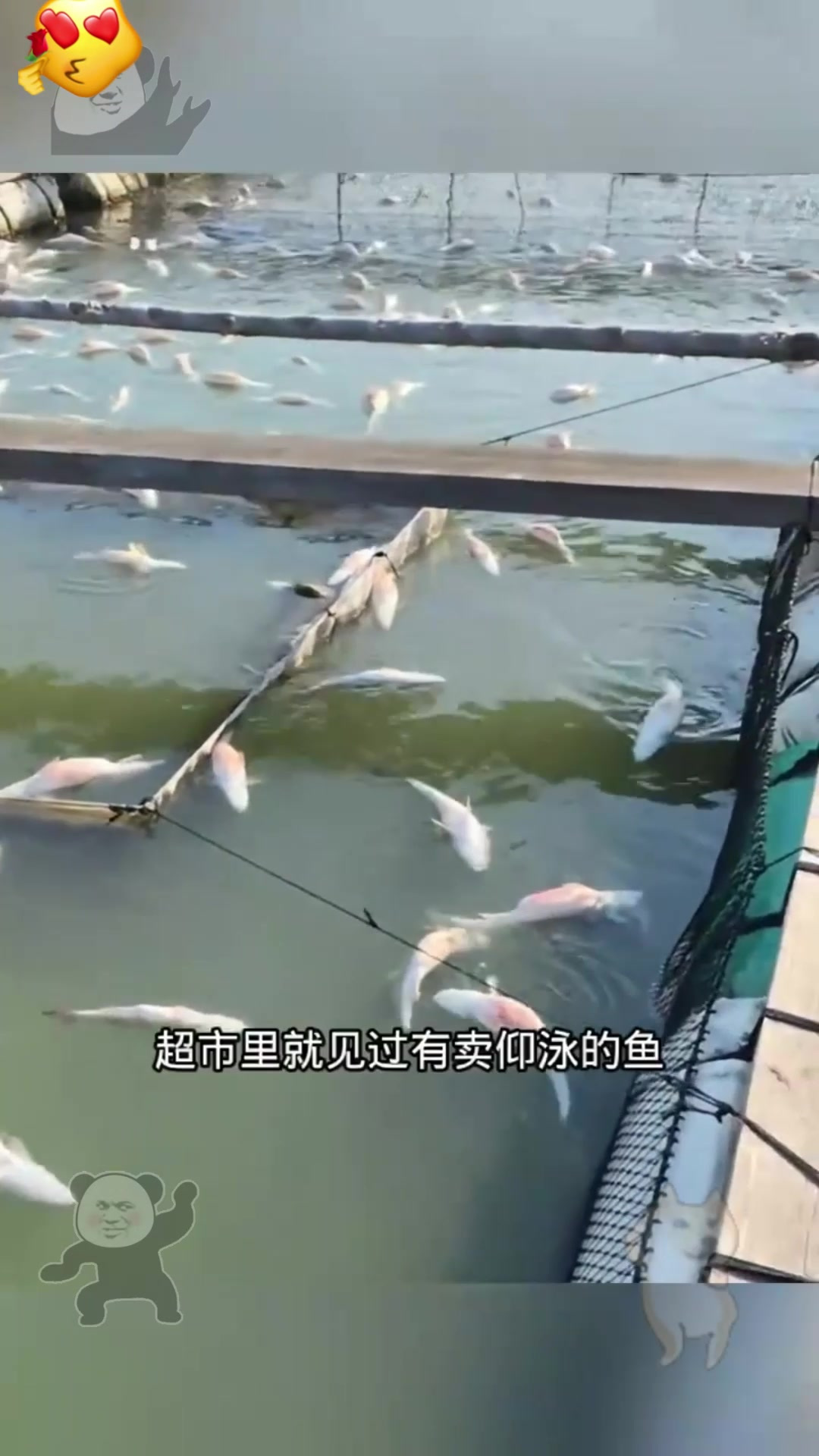 鱼类养殖现状(鱼养殖业发展前景)