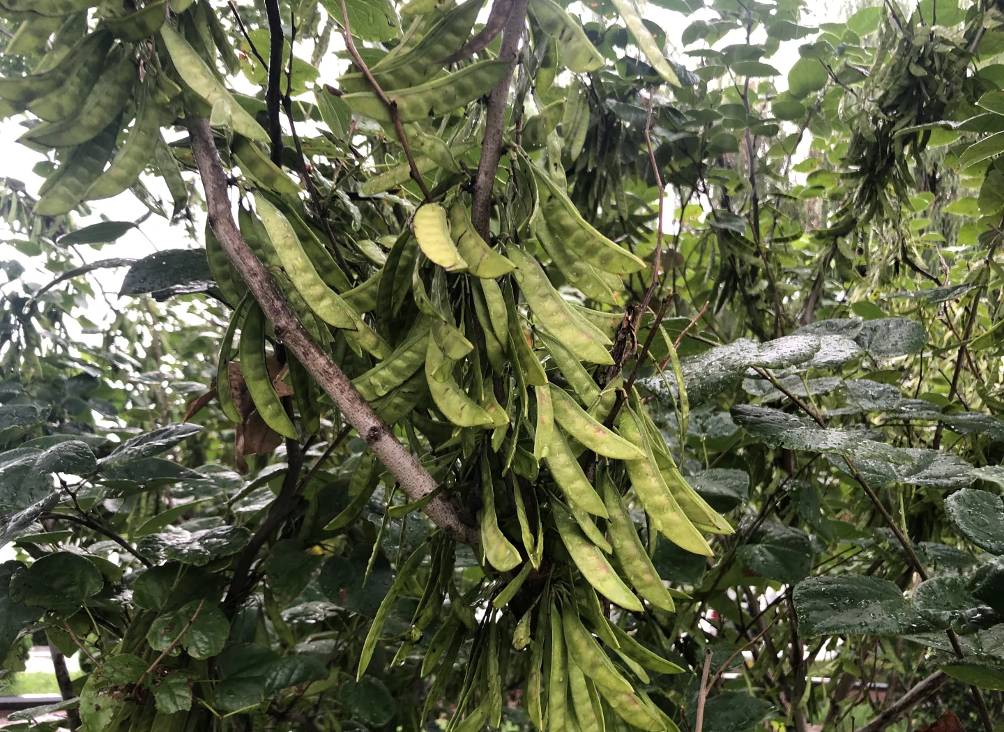 长在树上的豆角(长在树上的豆角可以吃吗)