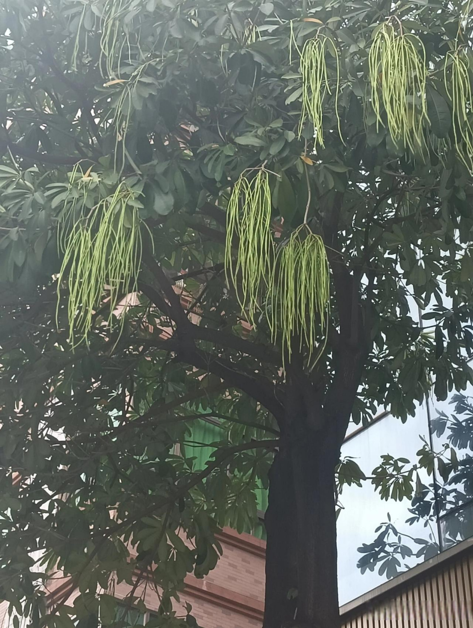 长在树上的豆角(长在树上的豆角可以吃吗)