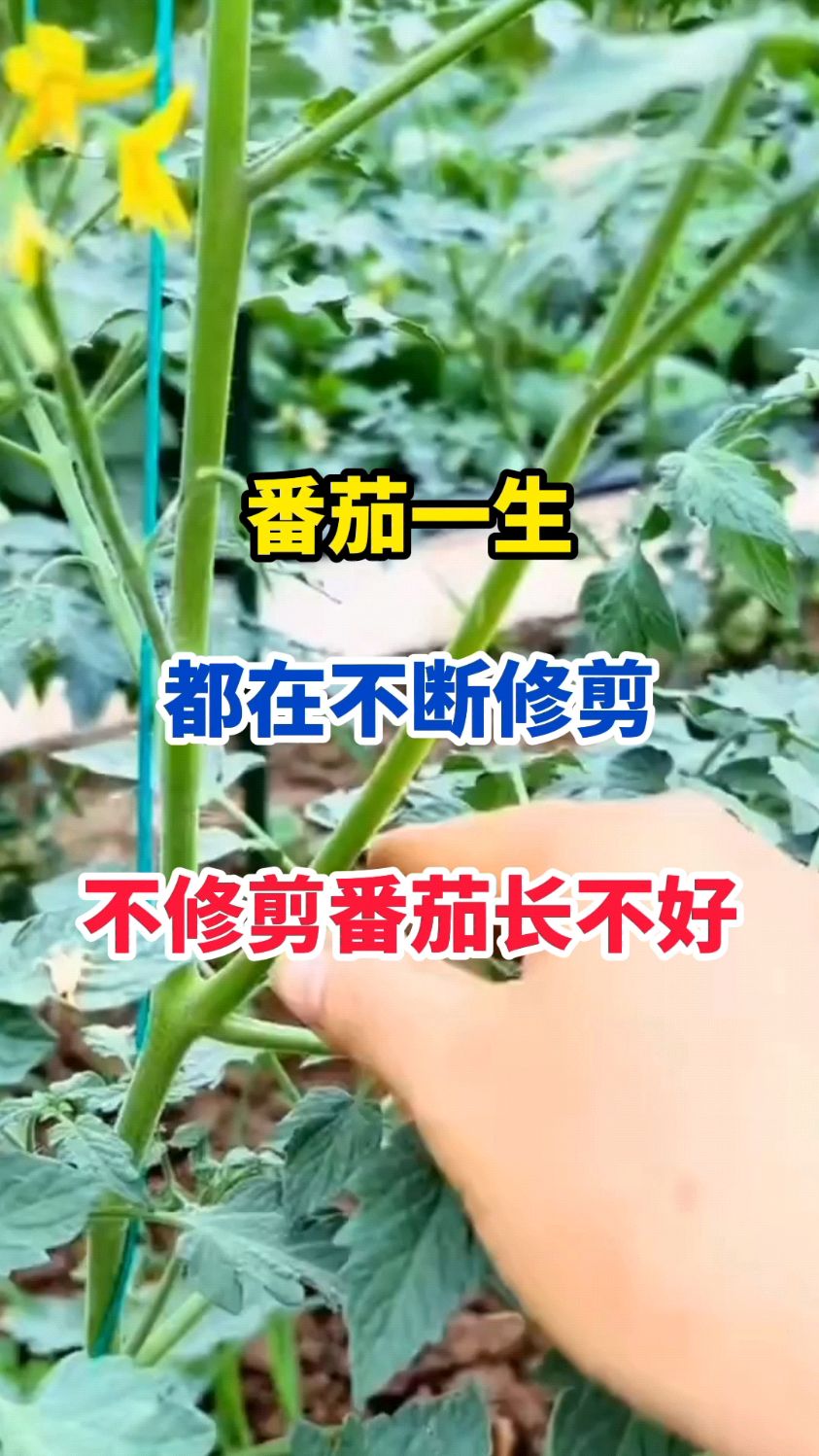 番茄怎么样种植(番茄怎么样种植视频)