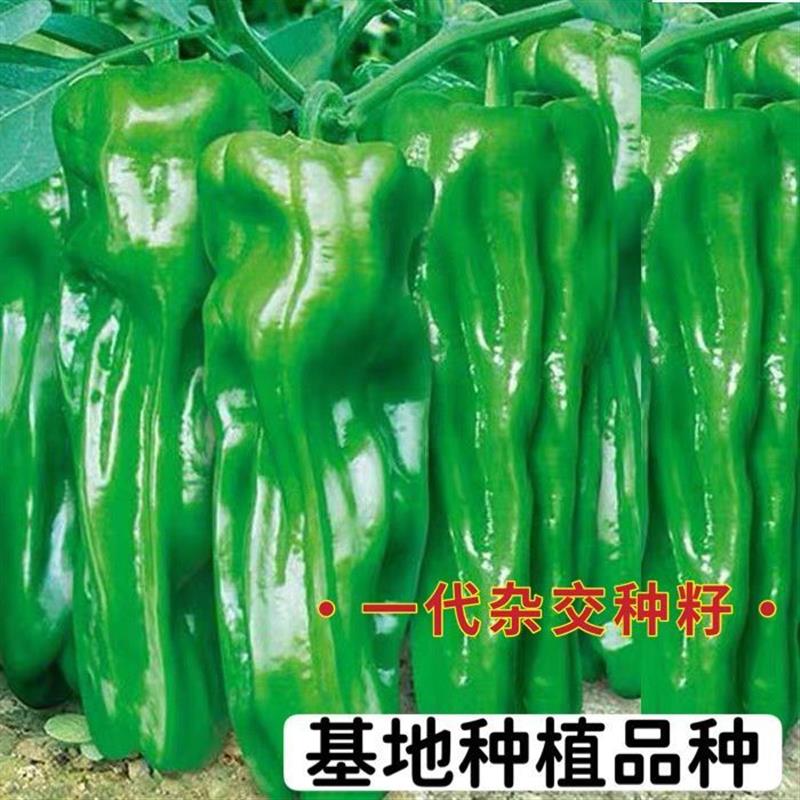 辣椒王种子哪个品种好(辣椒王种子哪个品种好一点)