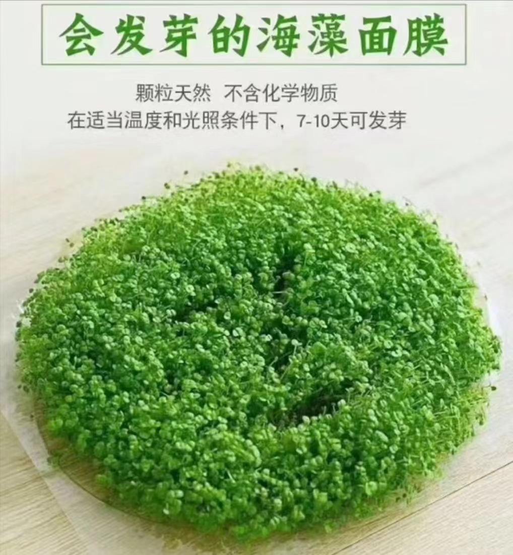 海藻加工工艺(海藻加工生产工艺)