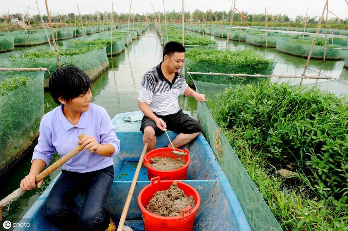 泥鳅养殖网箱技术(泥鳅养殖网箱技术要求)
