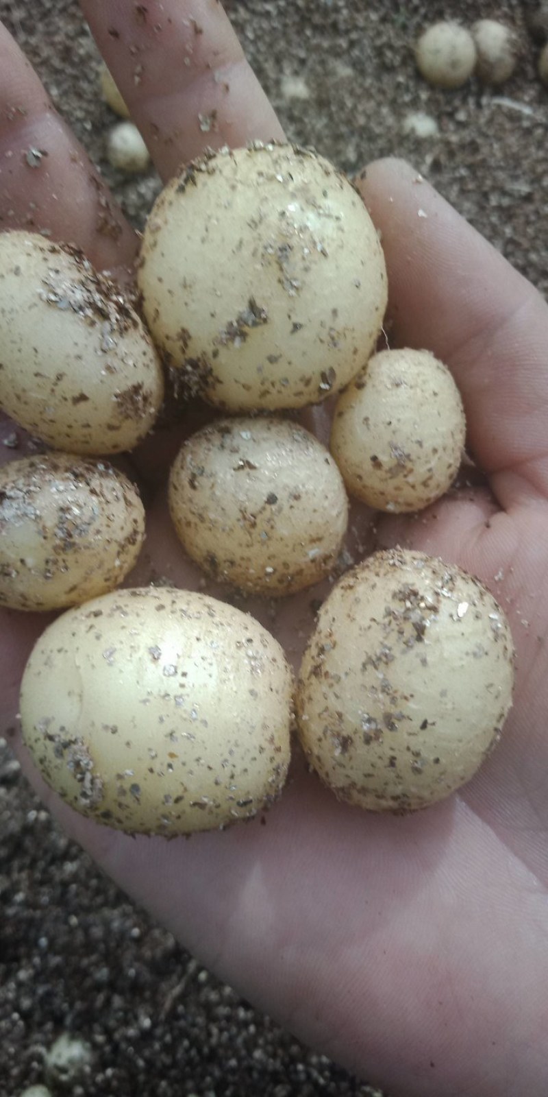 土豆原原种怎么种(土豆原原种怎么种植)