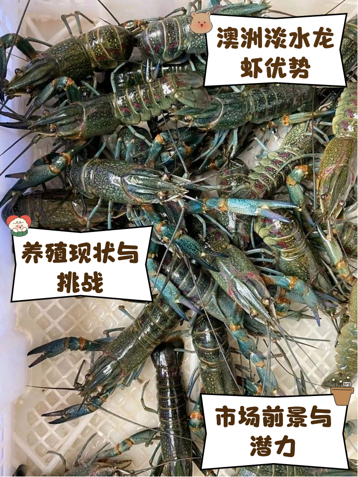 淡水养殖小龙虾(淡水养殖龙虾好不好养)