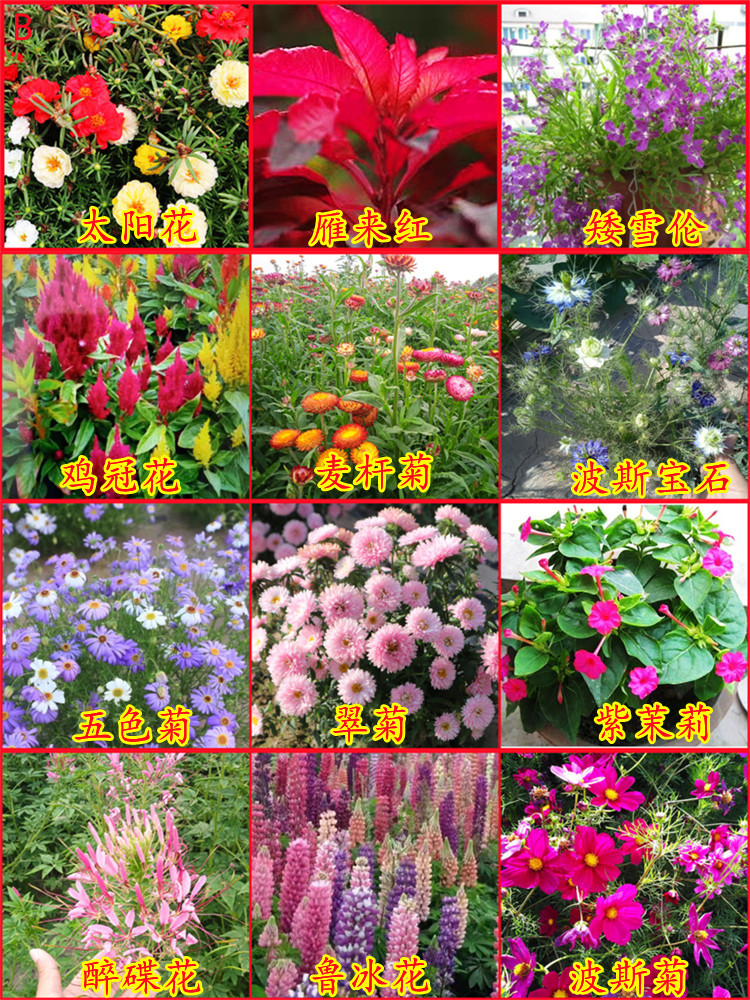花种子品种(花种子品种大全图片及名称)