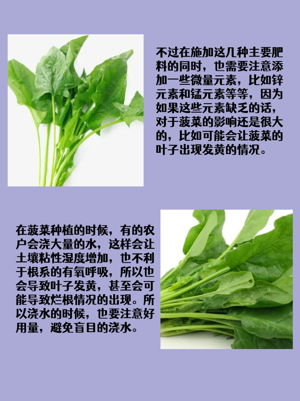 菠菜播种方法(菠菜播种方法有哪些?)