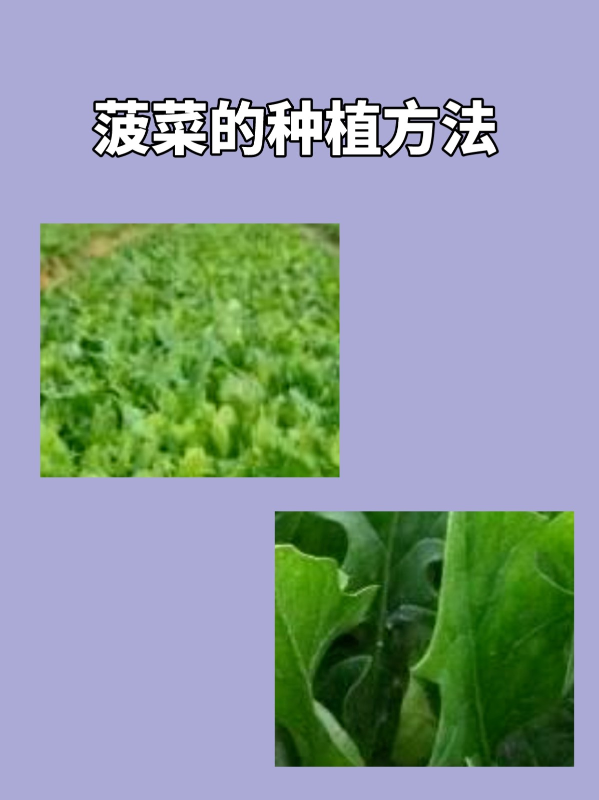 菠菜播种方法(菠菜播种方法有哪些?)