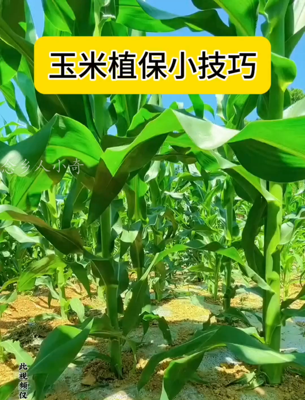 玉米不能和什么一起种(玉米不能和什么在一块儿吃)