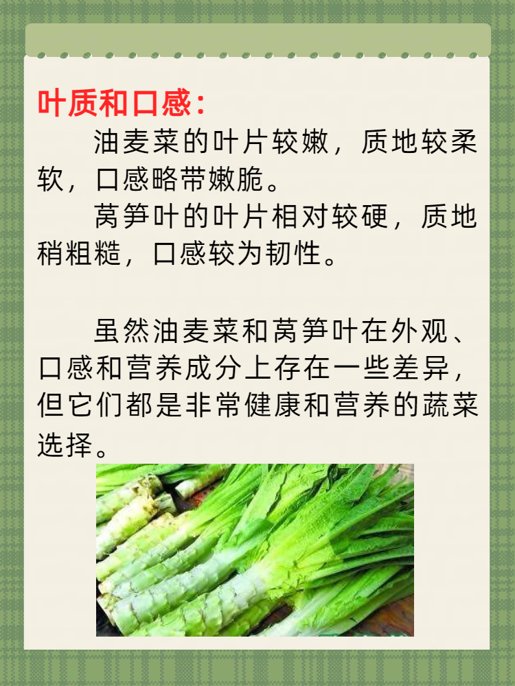 莴笋头是油麦菜吗(莴笋头和油麦菜区别)