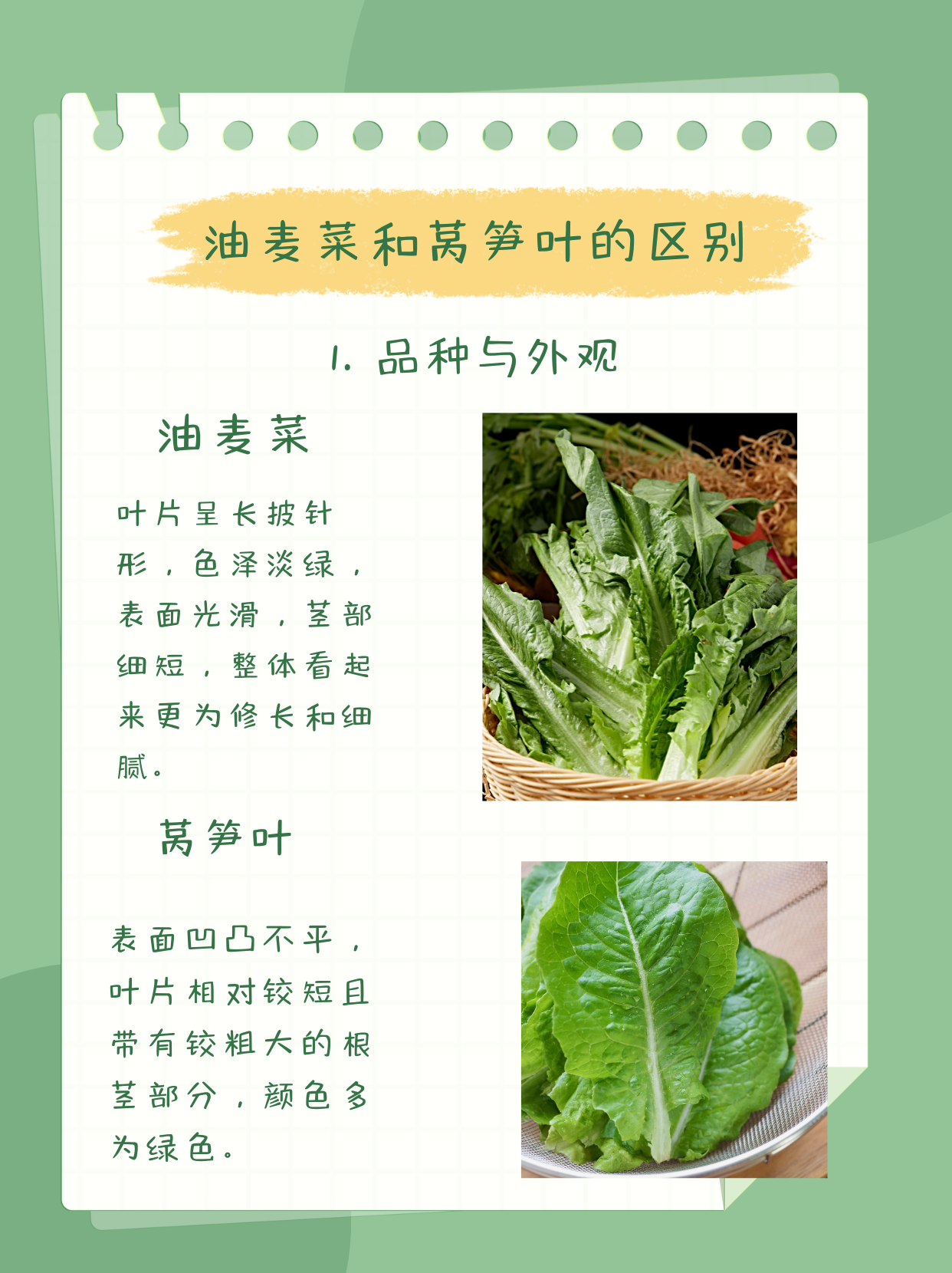 莴笋头是油麦菜吗(莴笋头和油麦菜区别)