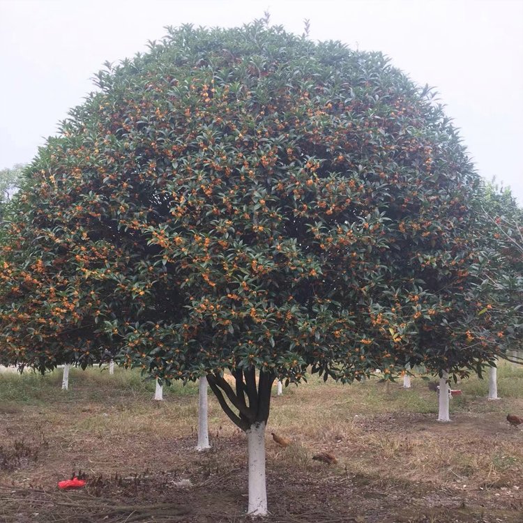 桂花树种植(桂花树种植位置与风水)