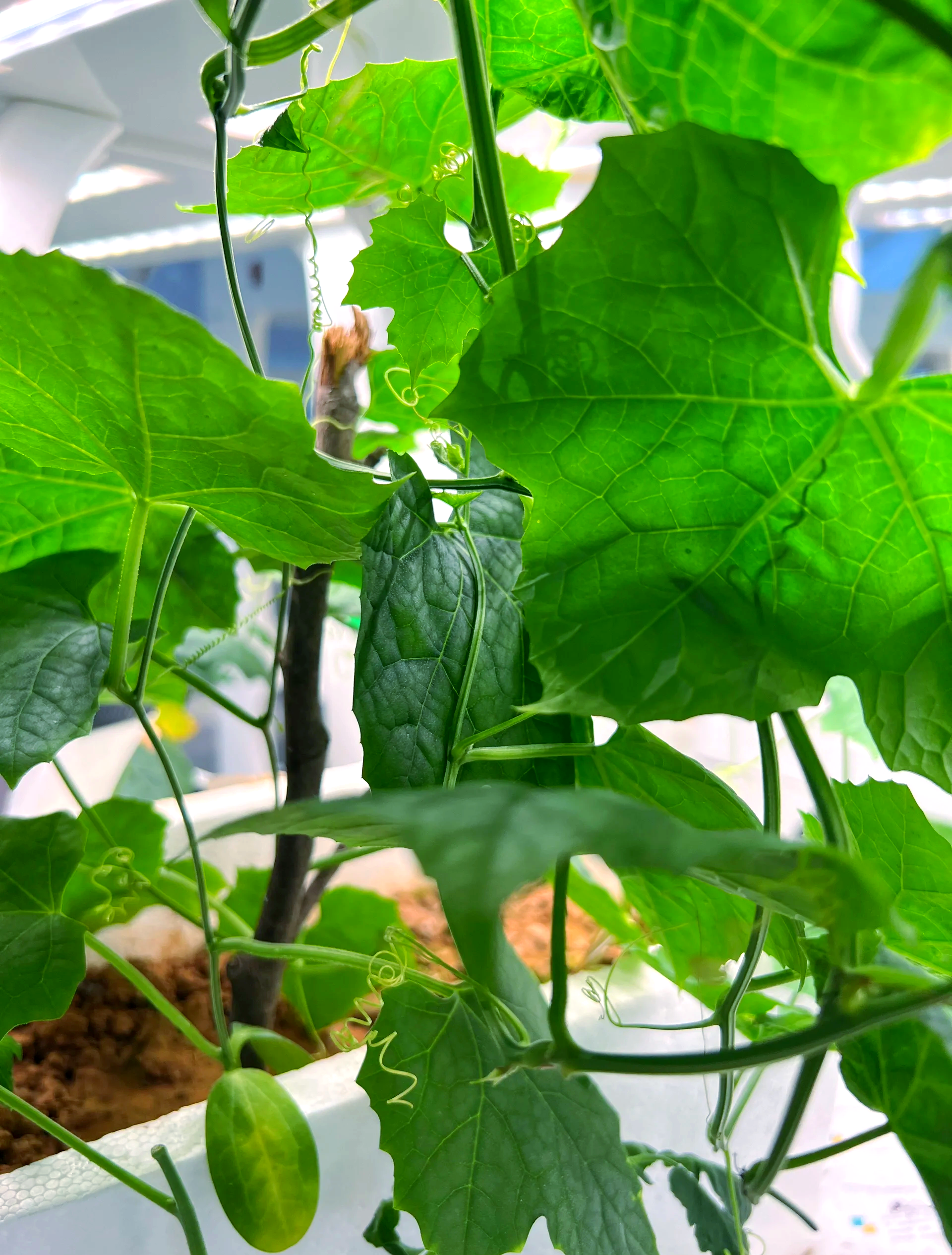 丝瓜种植(丝瓜种植方法全过程)