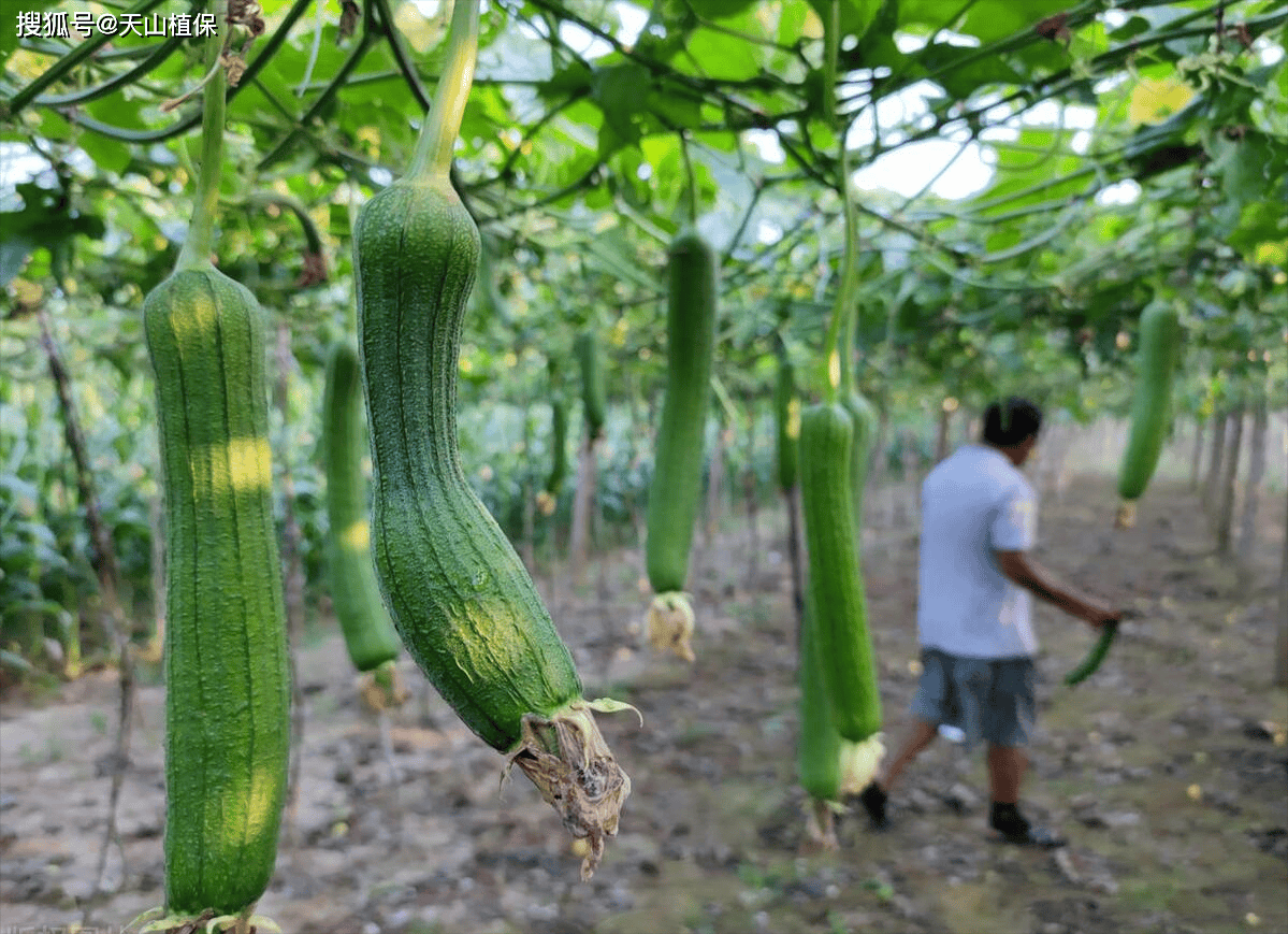 丝瓜种植(丝瓜种植方法全过程)