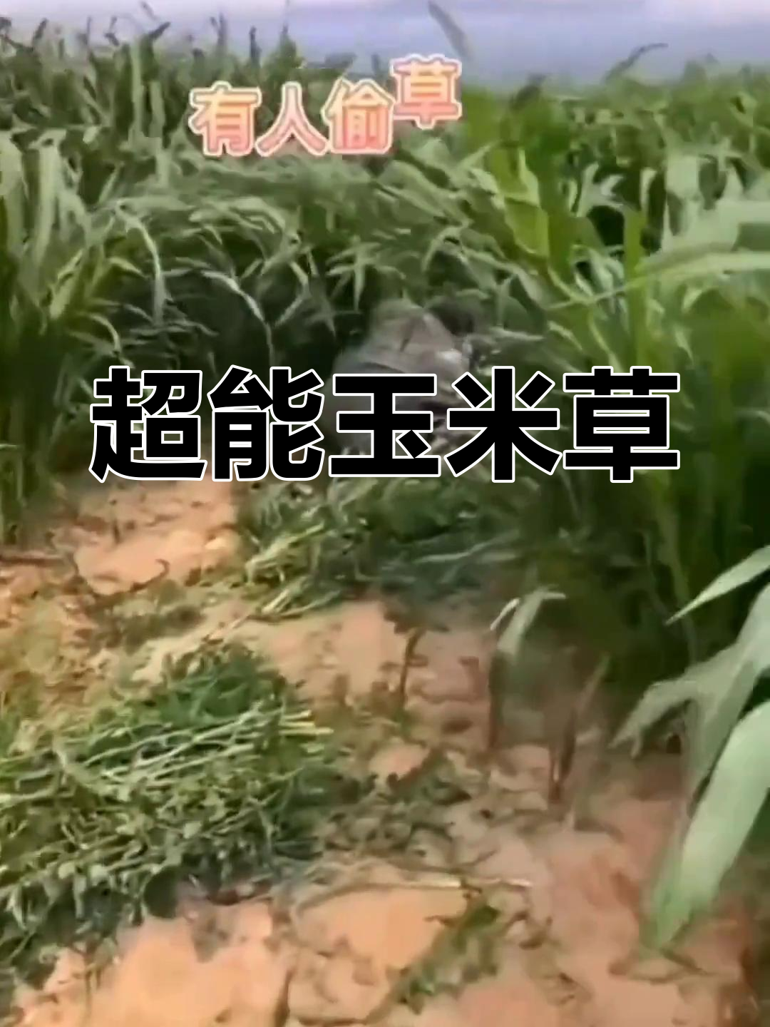 墨西玉米草怎么种(墨西哥玉米草栽培技术)