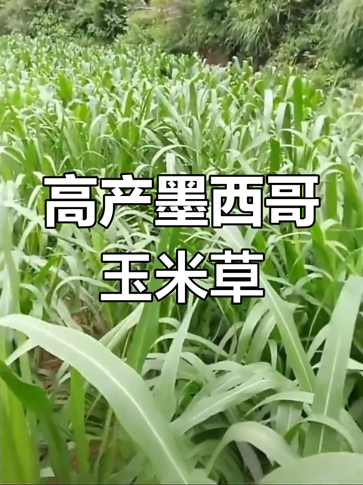 墨西玉米草怎么种(墨西哥玉米草栽培技术)