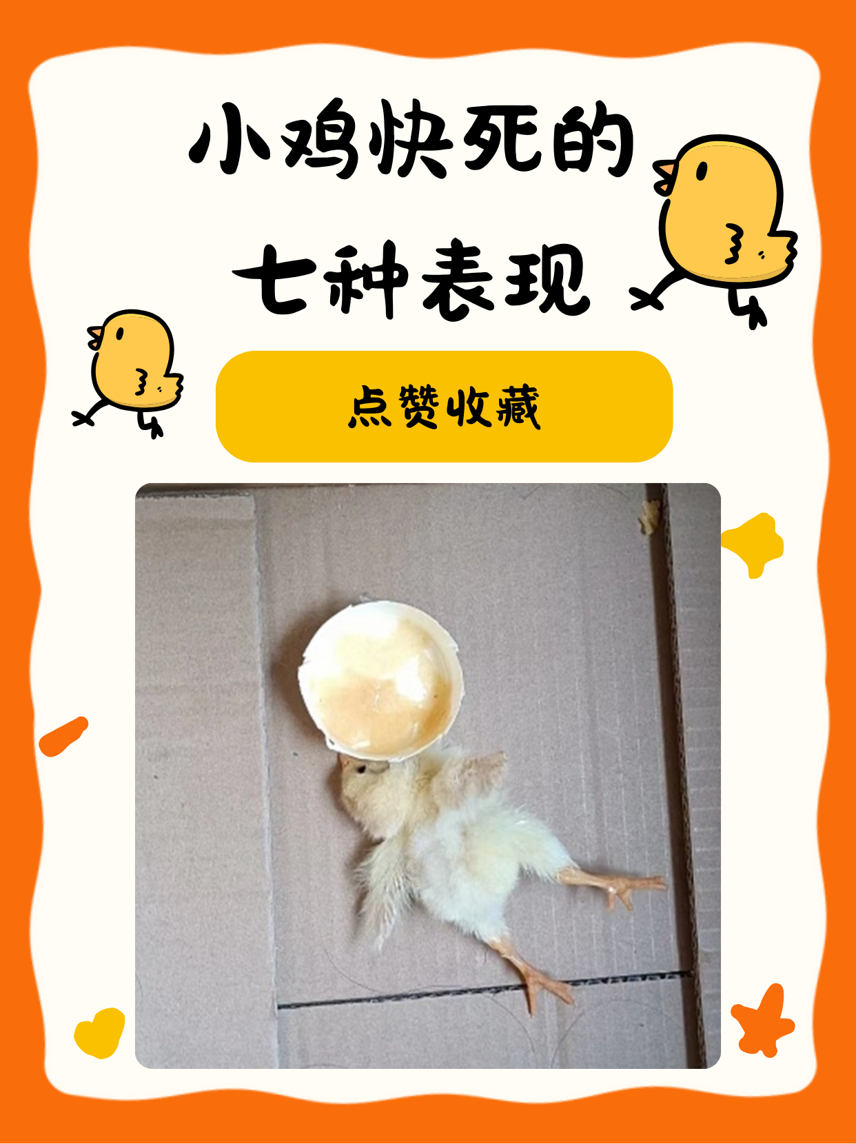 刚出的小鸡怎么养(刚出来的小鸡怎么喂食)