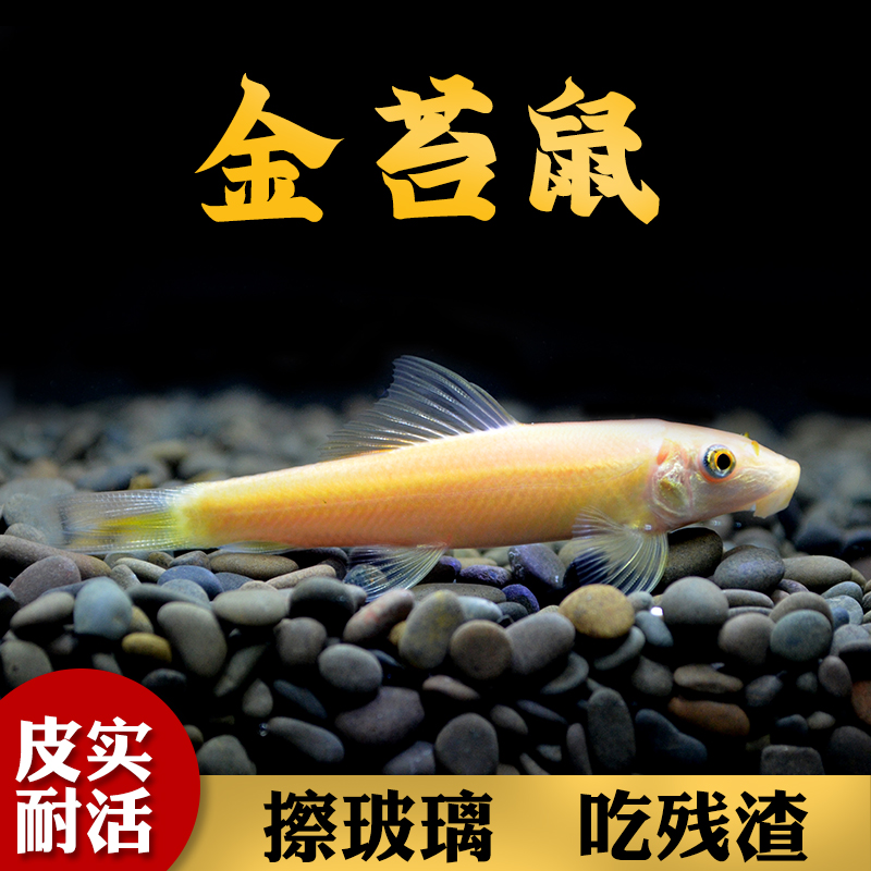 老鼠鱼养殖技术(老鼠鱼养殖技术与管理)