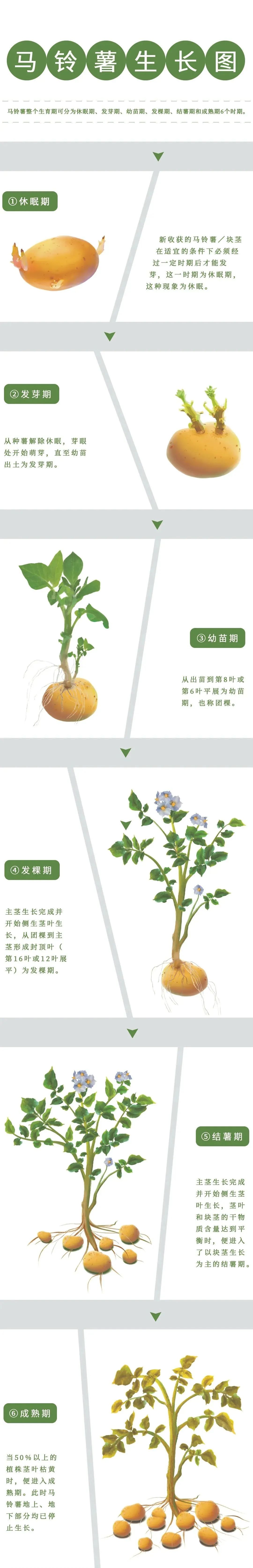 马铃薯几月份种植(马铃薯什么时候种植最好)