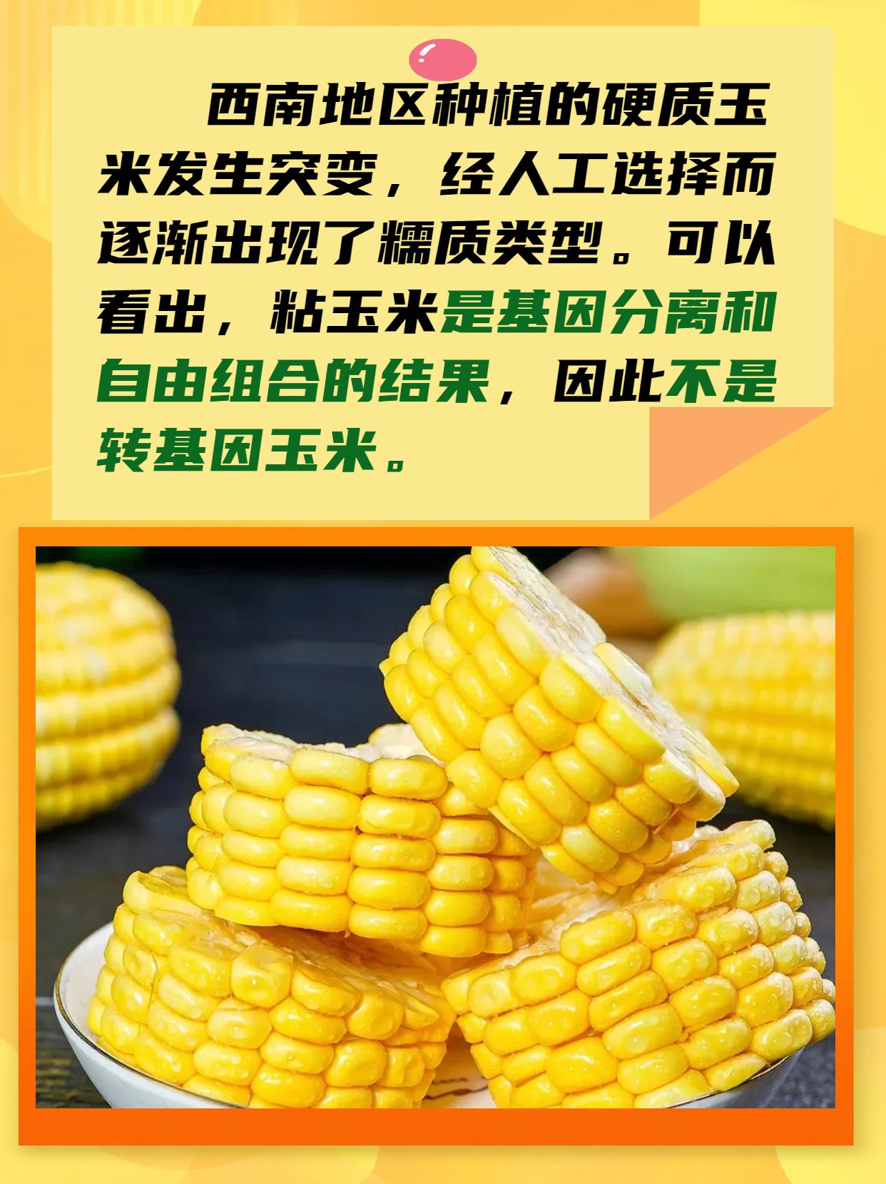 黏苞米是转基因的吗(粘玉米是转基因的吗长老了怎么吃)