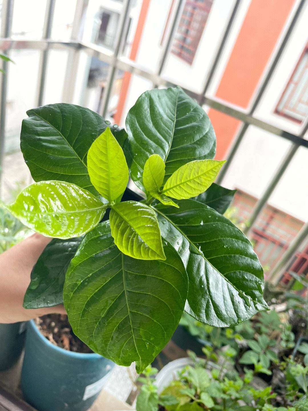 栀子花怎繁殖(栀子花繁殖正确方法)